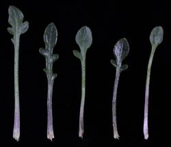 Cardamine bilobata. Rosette leaves.
 Image: P.B. Heenan © Landcare Research 2019 CC BY 3.0 NZ